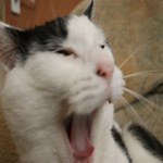 Mister Yawner 2